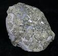 Large Pyrite Replaced Brachiopod - Silica Shale #8809-1